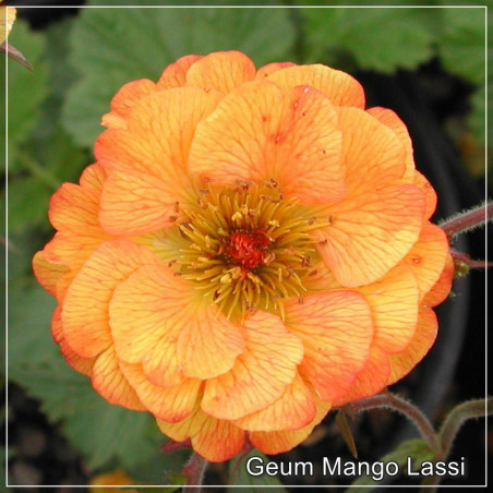 Geum Mango Lassi