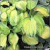Hosta Color Glory
