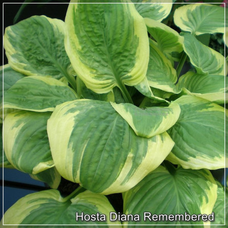 Hosta Diana Remembered