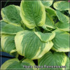 Hosta Diana Remembered