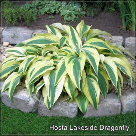 Hosta Lakeside Dragonfly