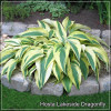 Hosta Lakeside Dragonfly