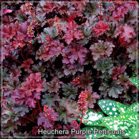 Heuchera Purple Petticoats