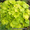 Heuchera Guacamole