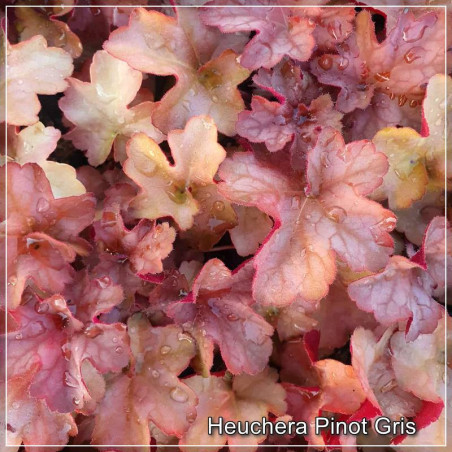 Heuchera Pinot Gris