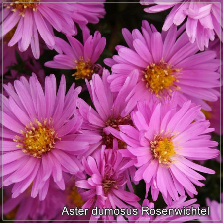 Aster Rosenwichtel
