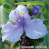 Tradescantia Ocean Blue