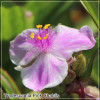 Tradescantia Pink Chablis