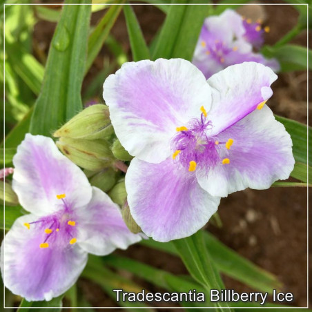 Tradescantia Billberry Ice