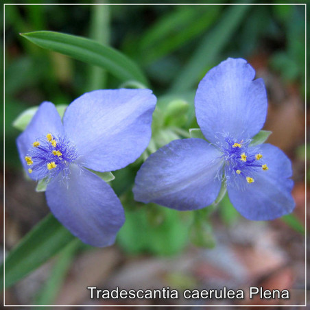 Tradescantia Plena