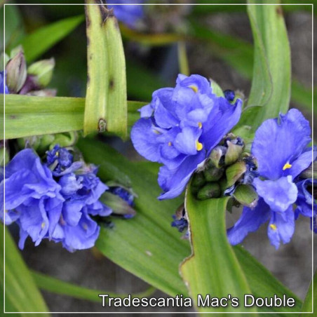 Tradescantia Mac's Double