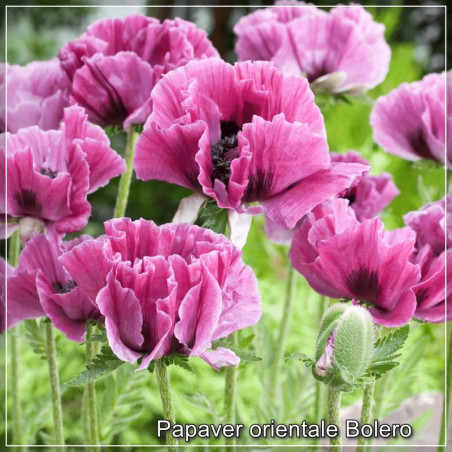 Papaver orientale Bolero