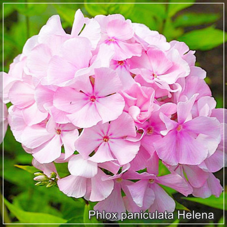 Phlox paniculata Helena