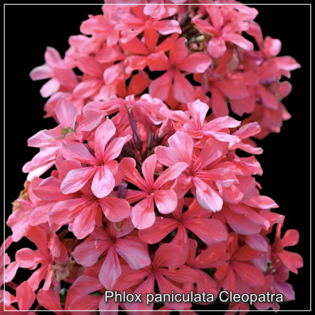 Phlox paniculata Cleopatra