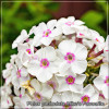 Phlox paniculata Mike's Favourite