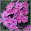 Brumarele de vară - Phlox Rainbow Dancer
