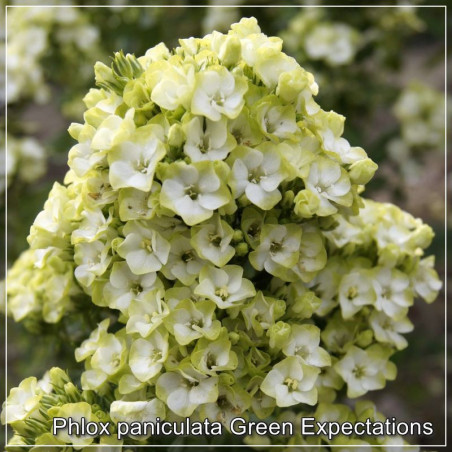 Phlox paniculata Green Expectations