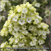 Phlox paniculata Green Expectations