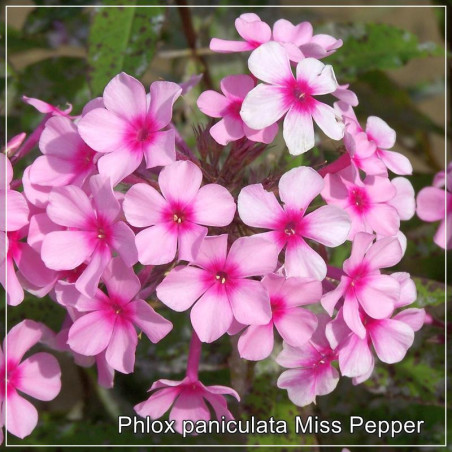 Phlox paniculata Miss Pepper