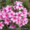Phlox paniculata Miss Pepper