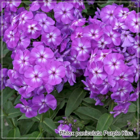 Phlox paniculata Purple Kiss