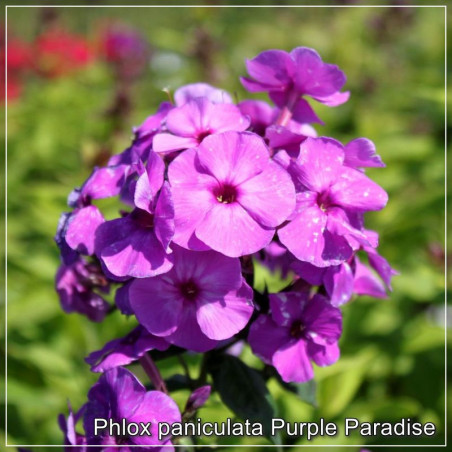 Phlox paniculata Purple Paradise