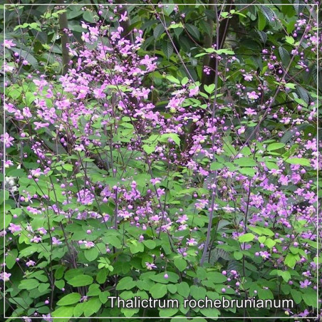 Thalictrum rochebrunianum