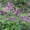 Thalictrum rochebrunianum