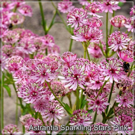 Astrantia Sparkling Stars Pink