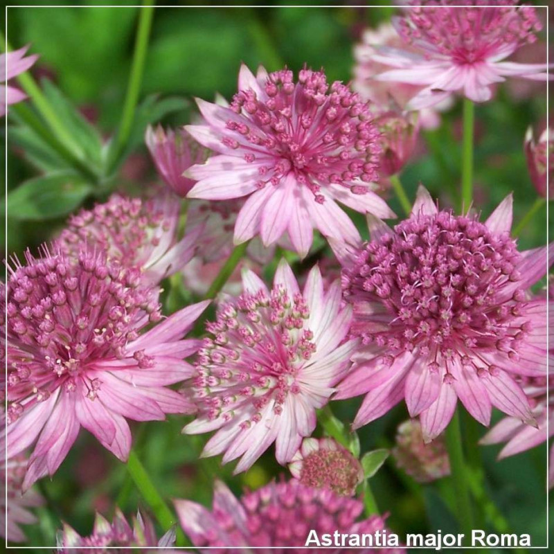 Astrantia major Roma