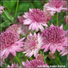 Astrantia major Roma