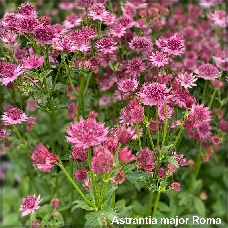 Astrantia major Roma