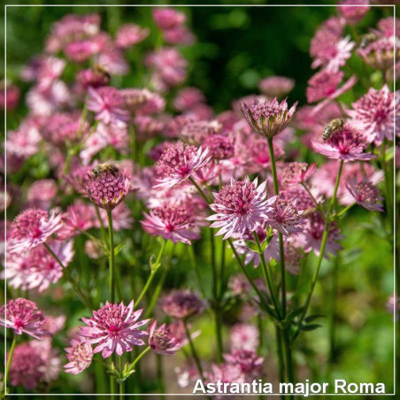 Astrantia major Roma