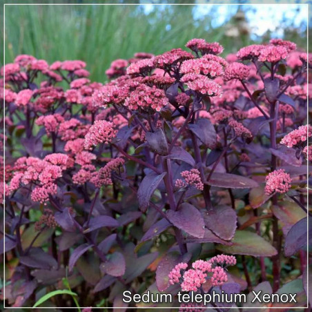 Sedum Xenox