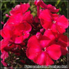Phlox paniculata Younique Red
