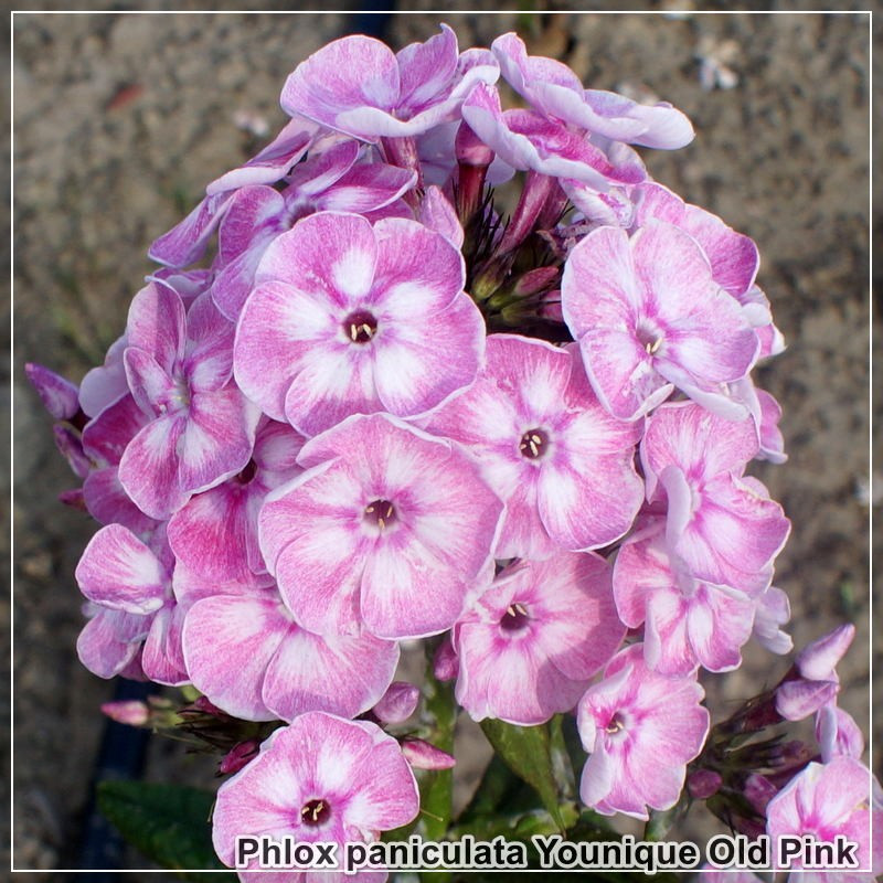 Phlox paniculata Younique Old Pink