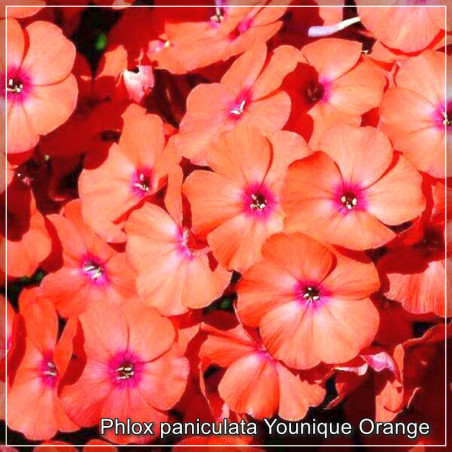 Phlox paniculata Younique Orange