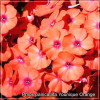 Phlox paniculata Younique Orange