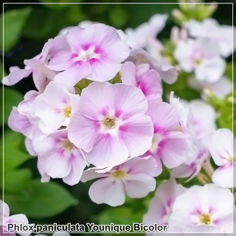 Phlox paniculata Younique Bicolor
