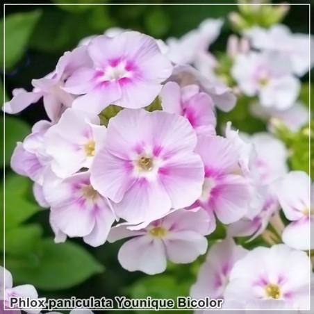 Phlox paniculata Younique Bicolor