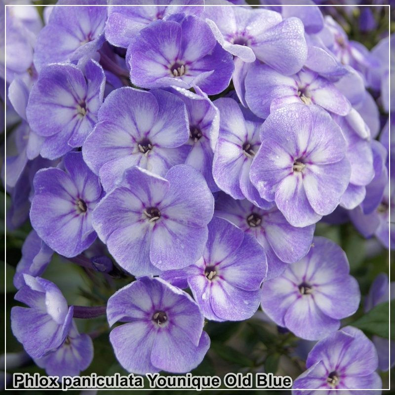 Phlox paniculata Younique Old Blue