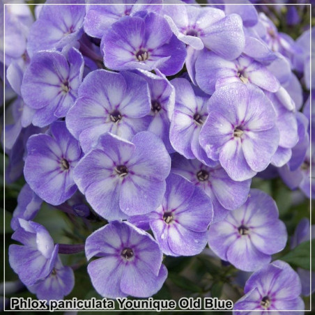 Phlox paniculata Younique Old Blue