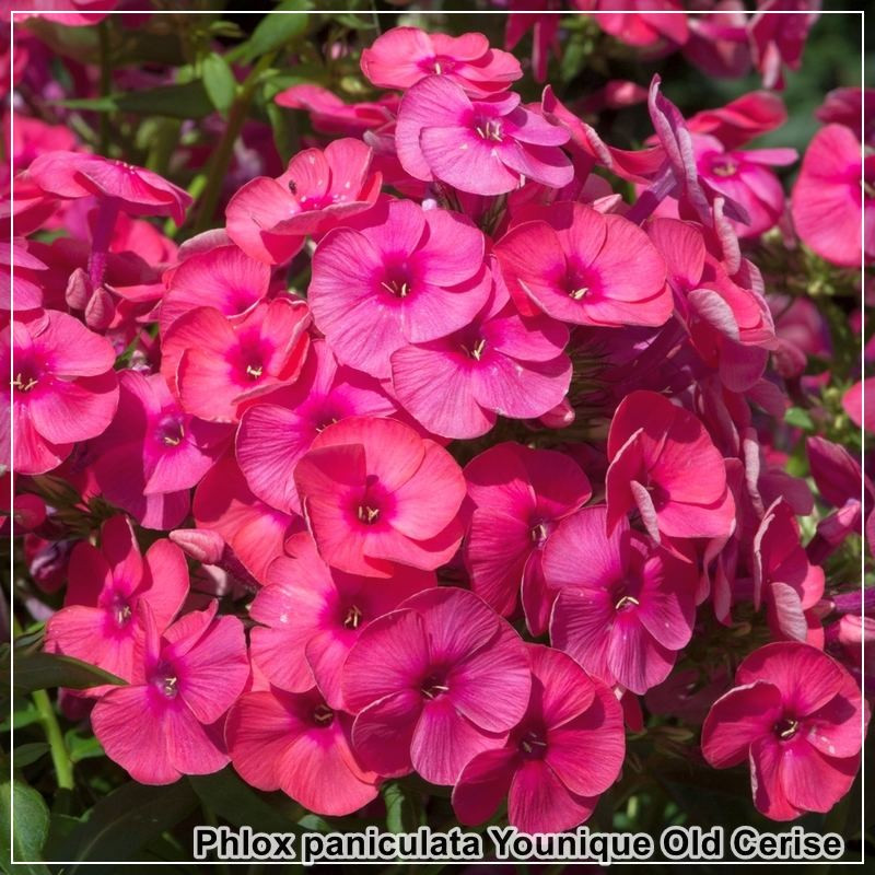 Phlox paniculata Younique Old Cerise
