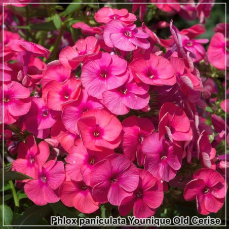 Phlox paniculata Younique Old Cerise
