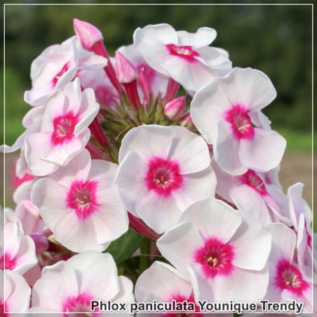 Phlox paniculata Younique Trendy