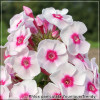 Phlox paniculata Younique Trendy