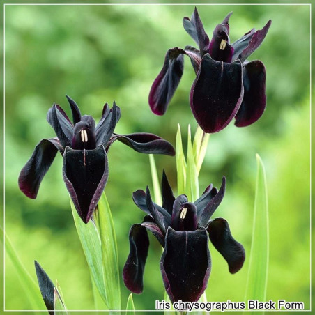 Iris chrysographus Black Form