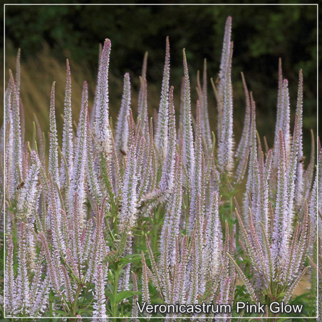 Veronicastrum virginicum Pink Glow - Perena eleganta