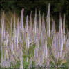 Veronicastrum virginicum Pink Glow - Perena eleganta
