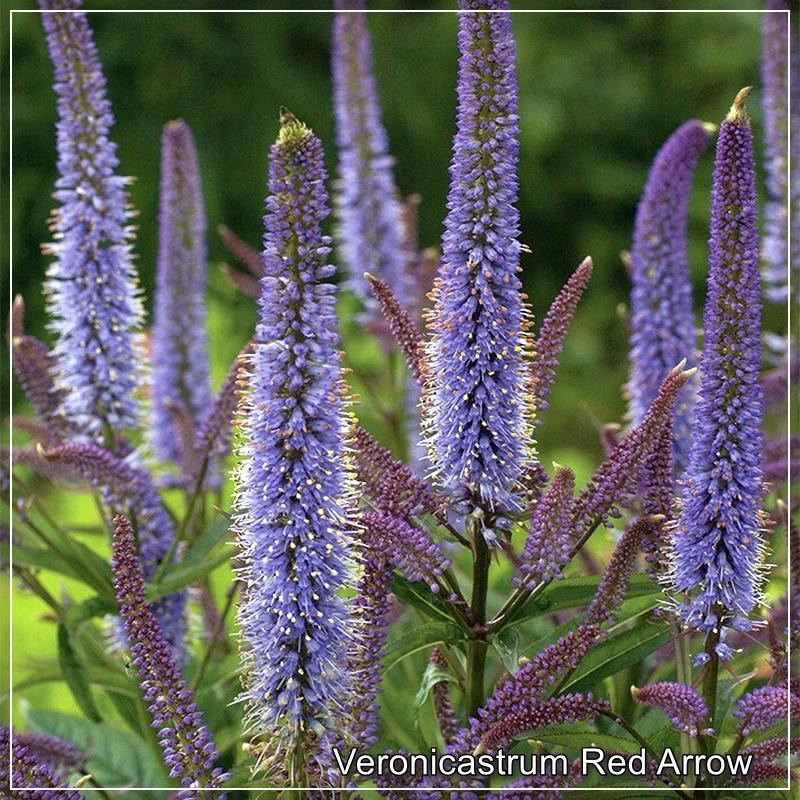 Veronicastrum Red Arrows